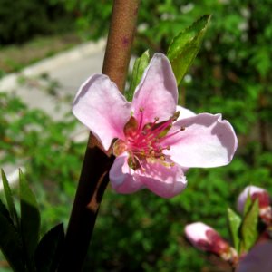 Prunus persica Kiev5