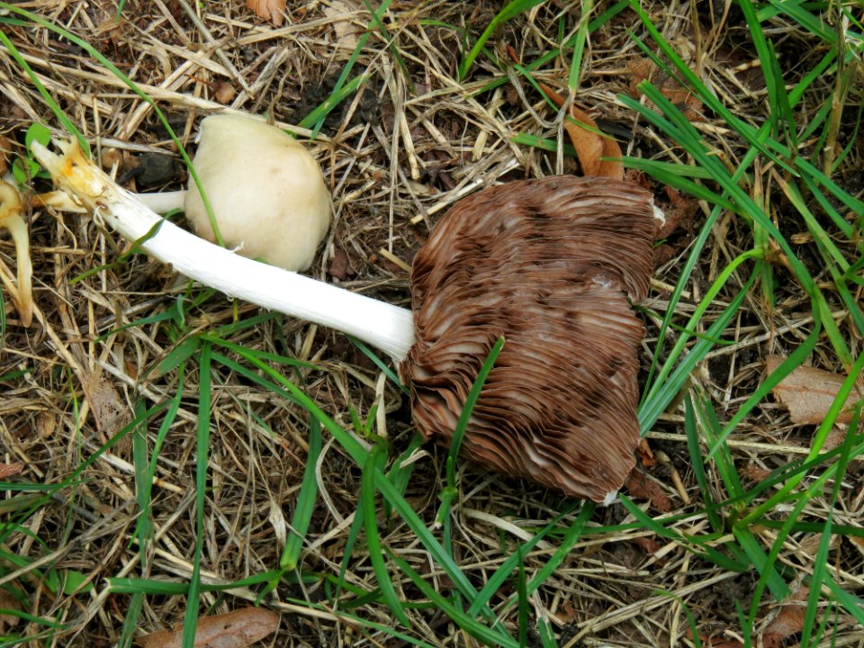 Psathyrella candolleana Kiev 3