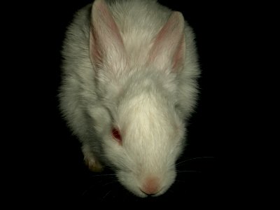 Rabbit (red eye)