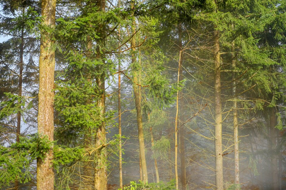 Steam mysterious trees photo