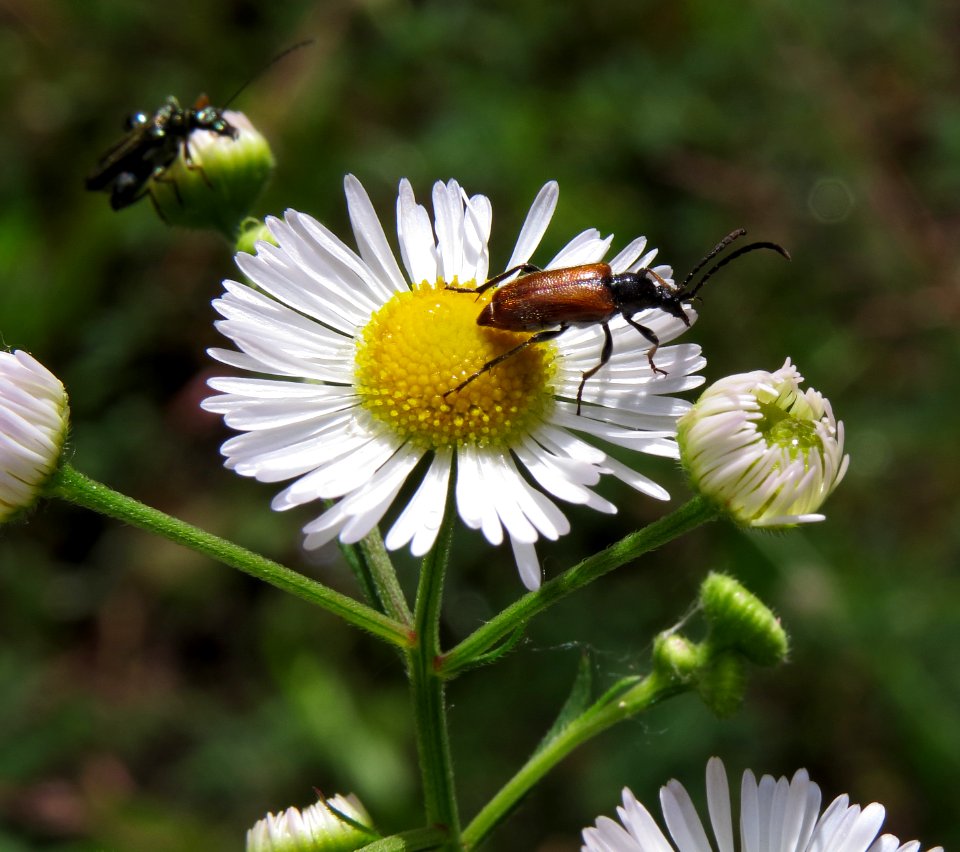 Pseudovadonia livida Kiev2