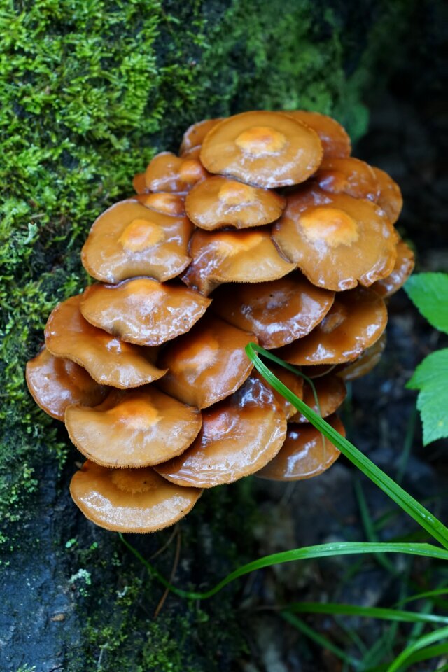 Yellow mushroom in the forest moss