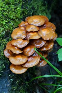 Yellow mushroom in the forest moss