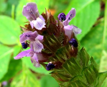 Prunella vulgaris Kiev4