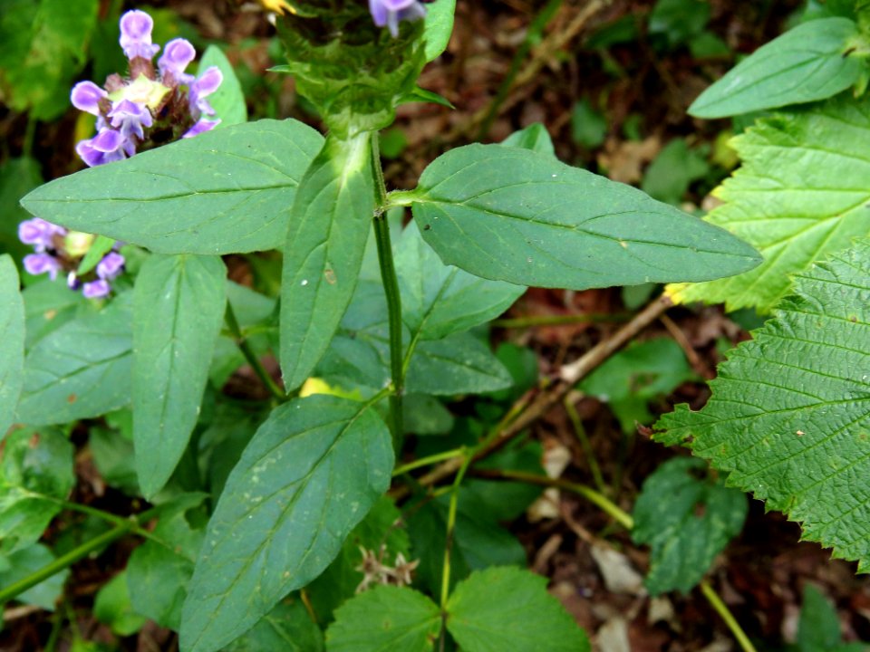 Prunella vulgaris Kiev3