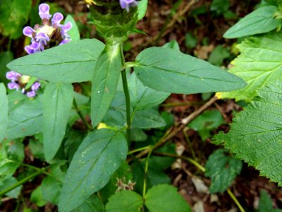Prunella vulgaris Kiev3