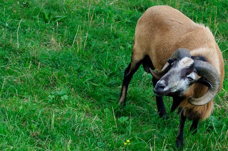 Ram graze horned