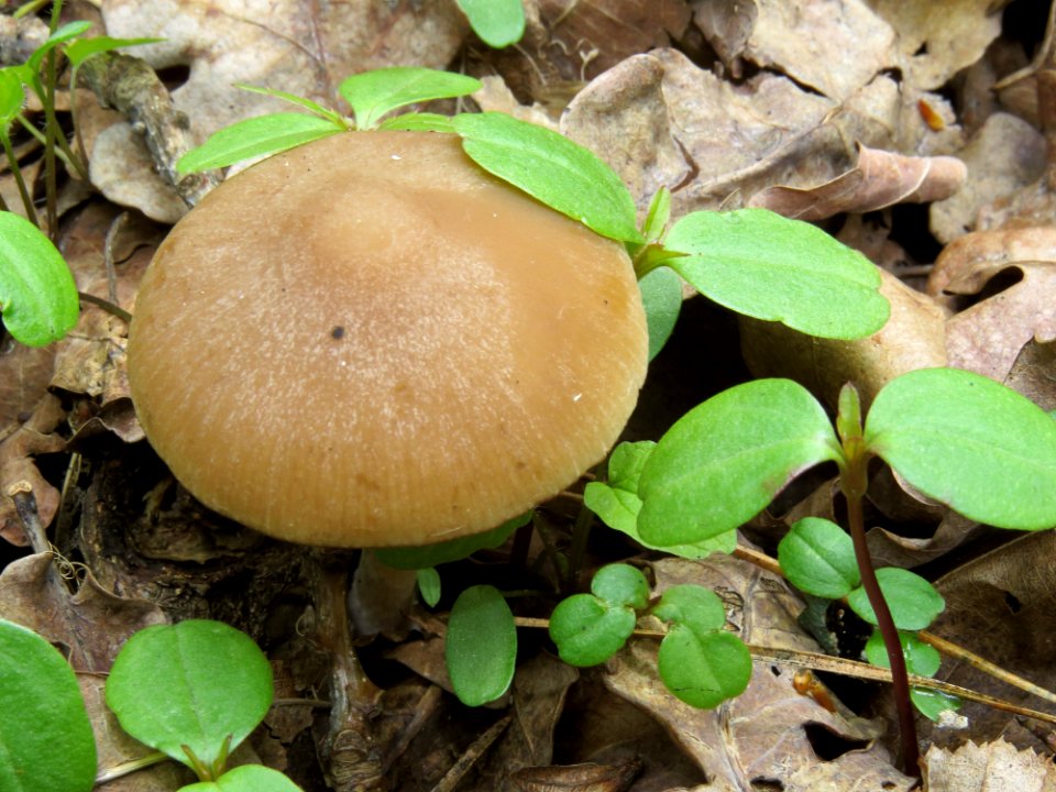 Psathyrella spadiceogrisea Kiev4