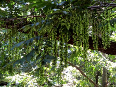 Pterocarya fraxinifolia Kiev2