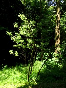 Ptelea trifoliata Syrets3