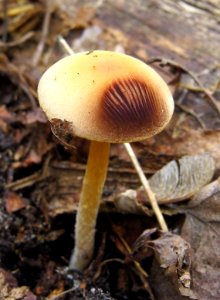 Psathyrella fatua Kiev7