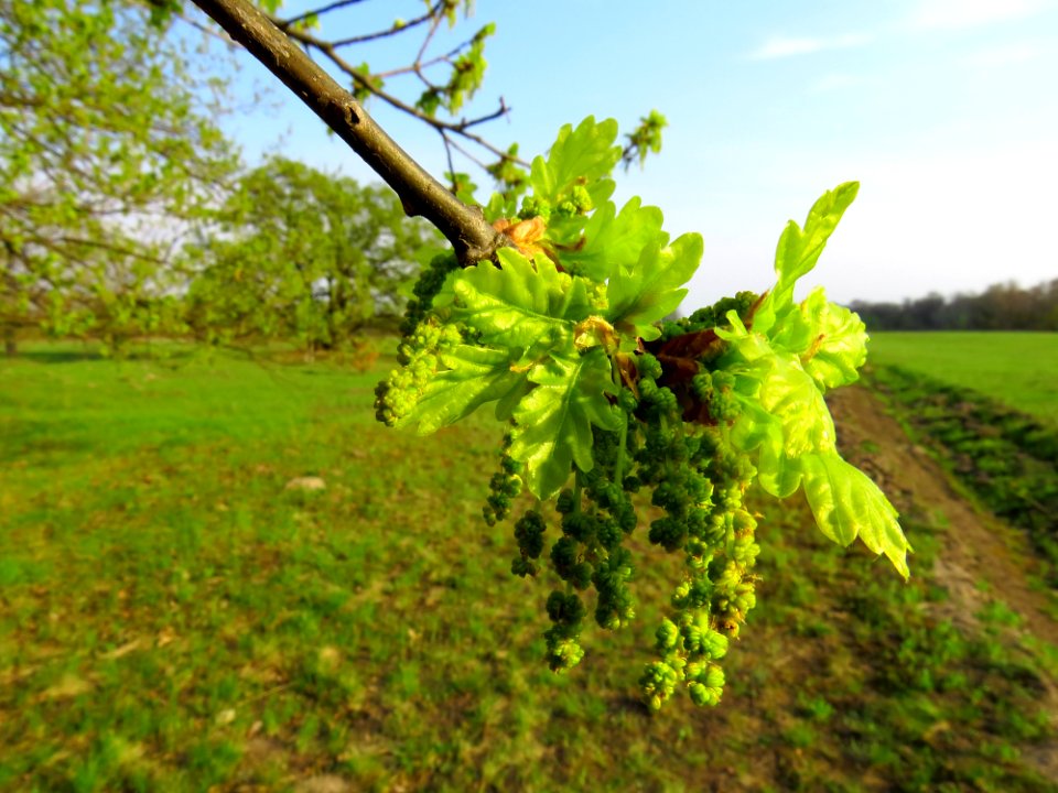 Quercus robur Bobrovnya3