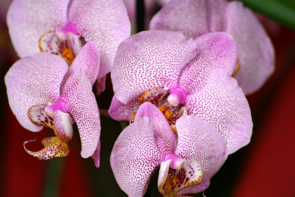 Ornamental plant macro houseplant