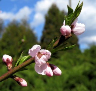 Prunus persica Kiev1