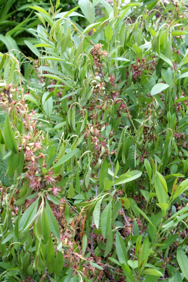Prunus triloba 12900