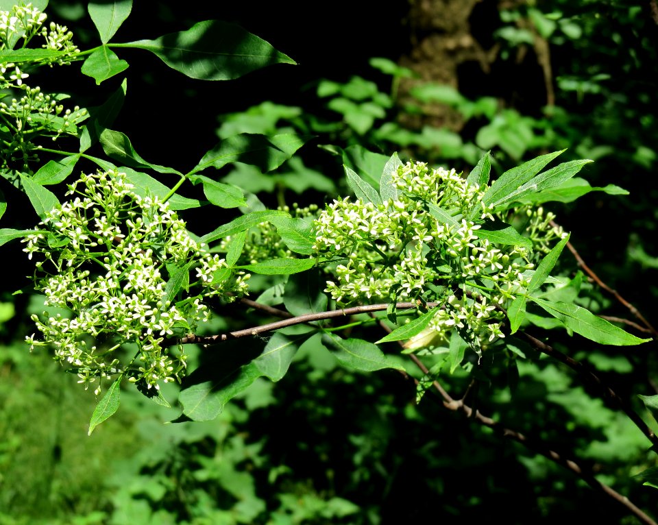 Ptelea trifoliata Syrets1