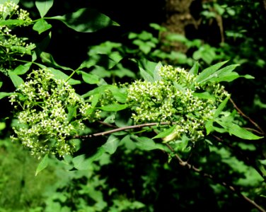 Ptelea trifoliata Syrets1