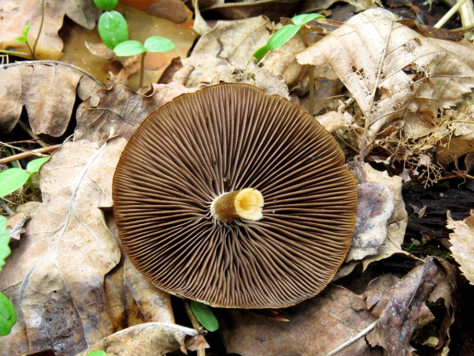 Psathyrella spadiceogrisea Kiev3