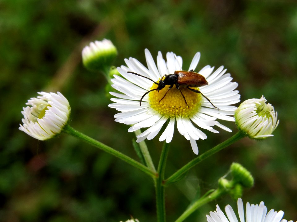 Pseudovadonia livida Kiev1