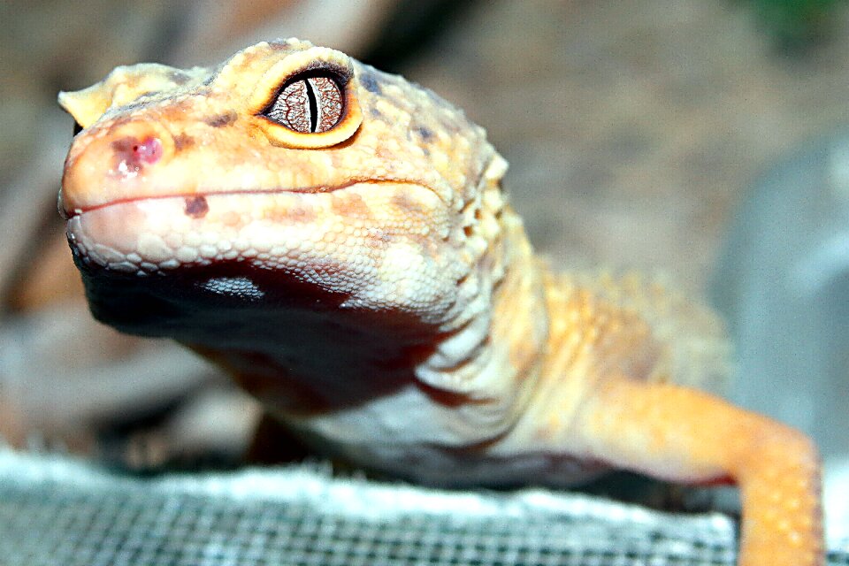 Reptiles animals portrait