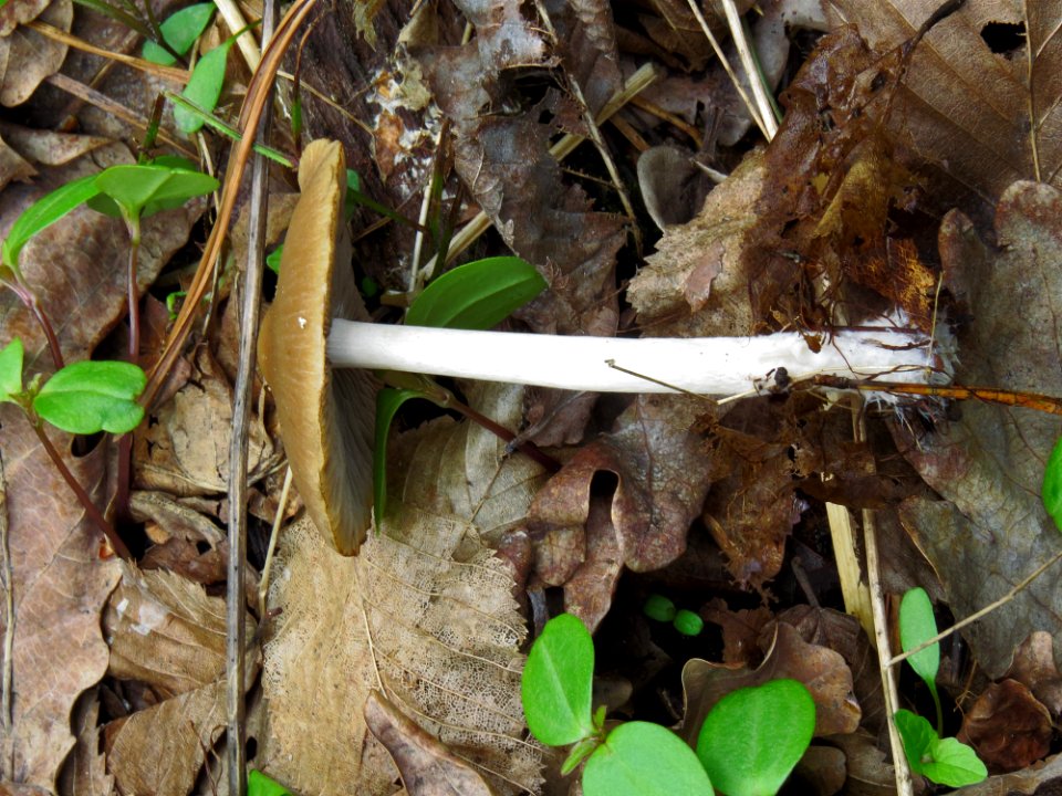 Psathyrella spadiceogrisea Kiev6