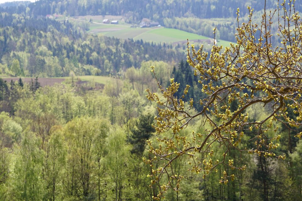 Nature tree spring
