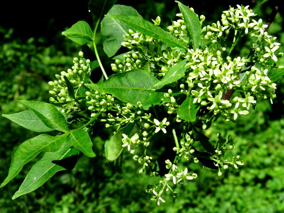 Ptelea trifoliata Syrets2