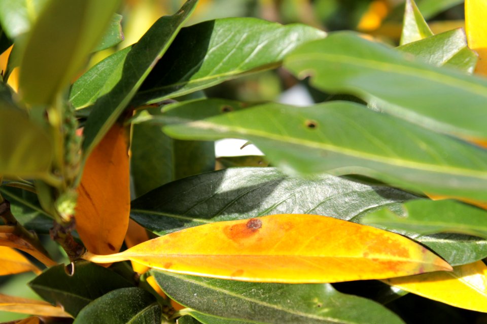 Prunus laurocerasus 10765