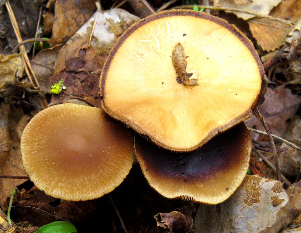 Psathyrella fatua Kiev2
