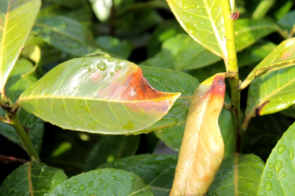 Prunus laurocerasus10662