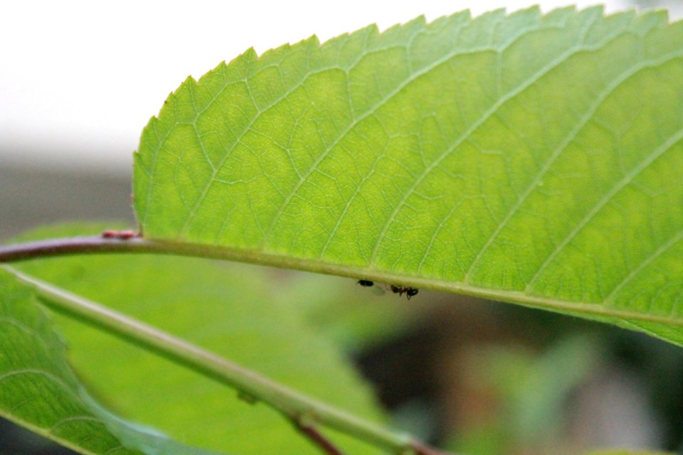 Prunus cerasus 15269