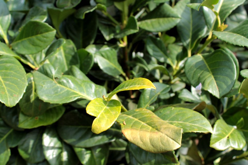 Prunus laurocerasus 10744