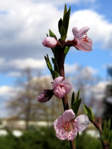 Prunus persica Kiev2