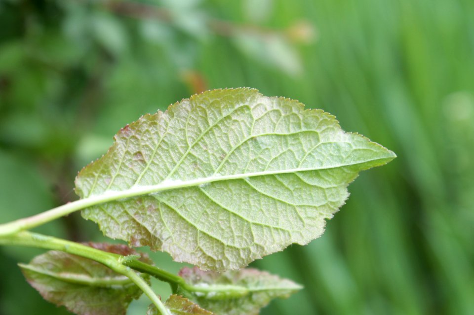 Prunus 12976