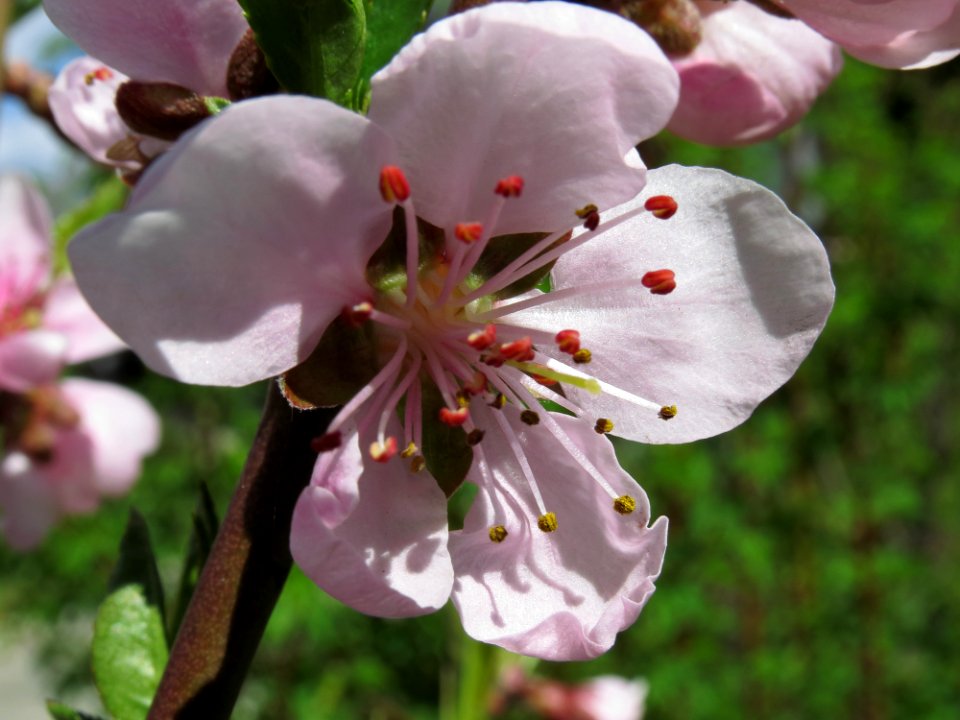 Prunus persica Kiev6