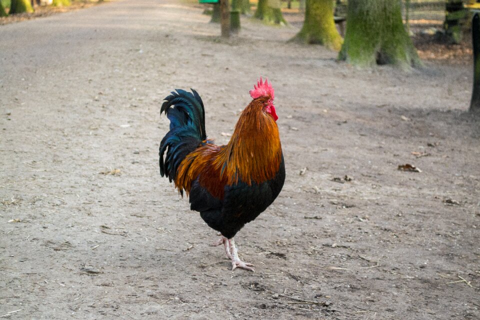 Animal poultry farm