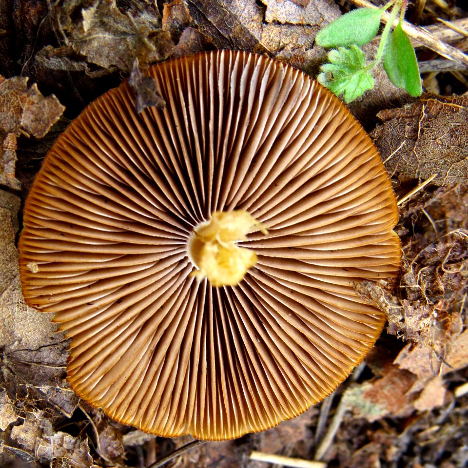 Psathyrella fatua Kiev5