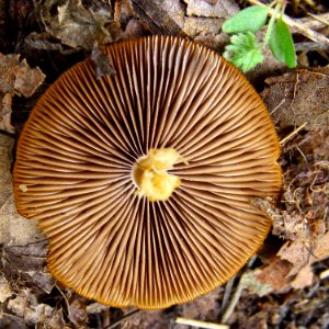 Psathyrella fatua Kiev5