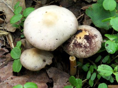 Psathyrella spadiceogrisea Kiev5