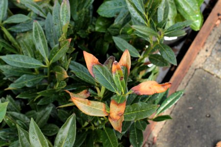 Prunus laurocerasus 10655