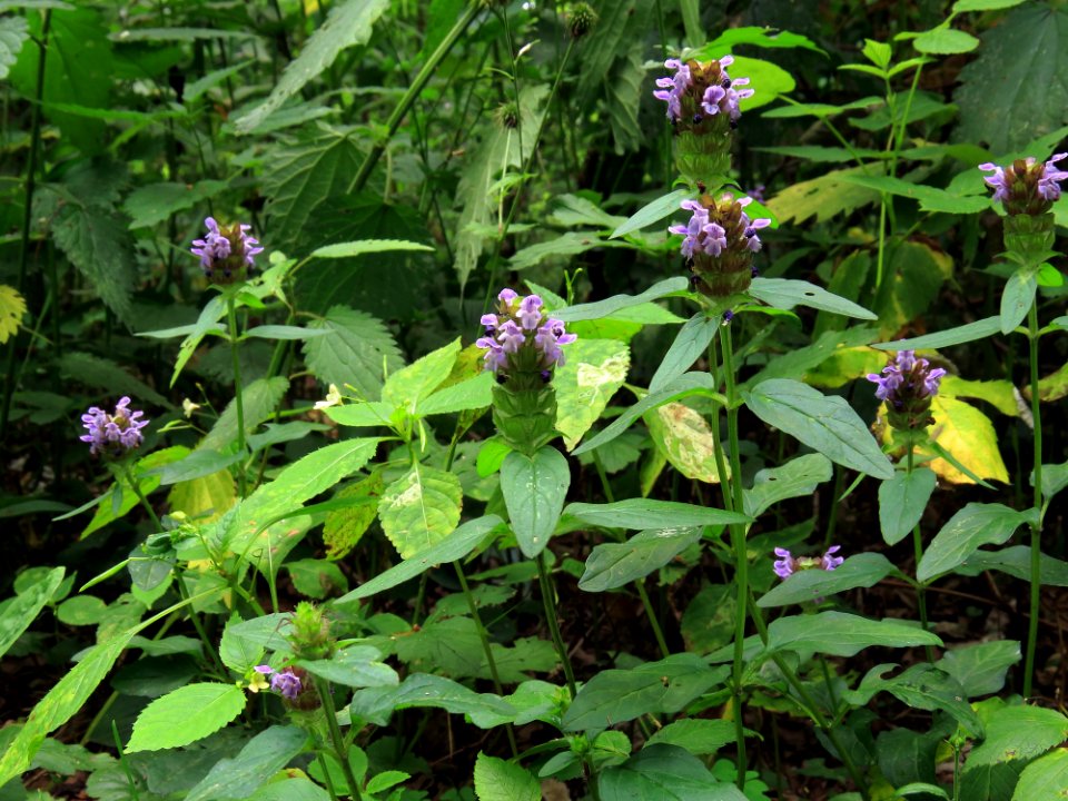 Prunella vulgaris Kiev1