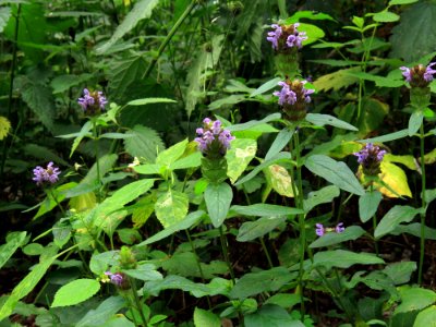 Prunella vulgaris Kiev1