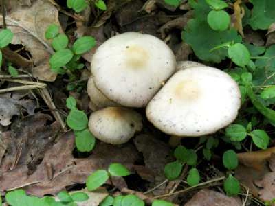 Psathyrella spadiceogrisea Kiev1