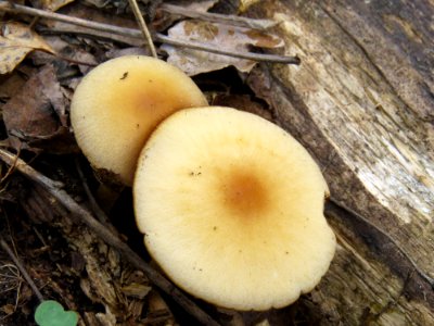 Psathyrella fatua Kiev1