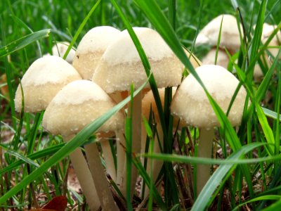 Psathyrella candolleana Kiev 2