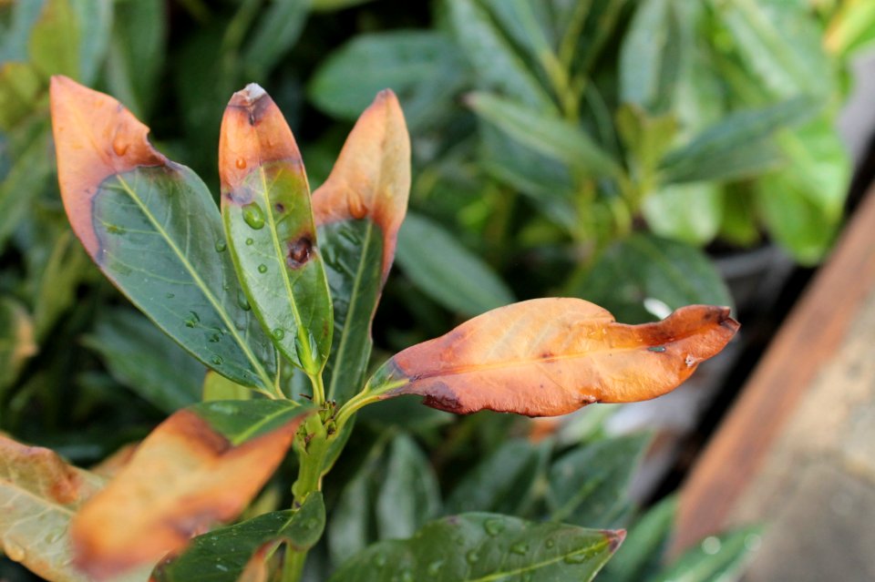 Prunus laurocerasus7 10656