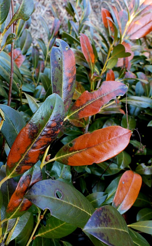 Prunus laur chlad