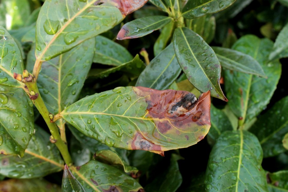Prunus laurocerasus10658