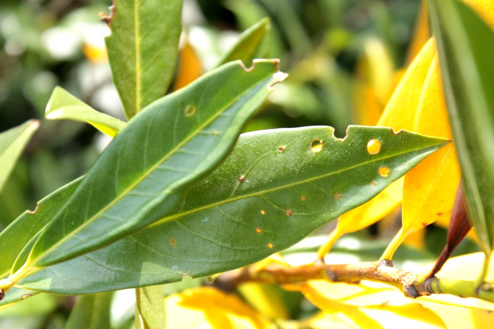 Prunus laurocerasus 10760