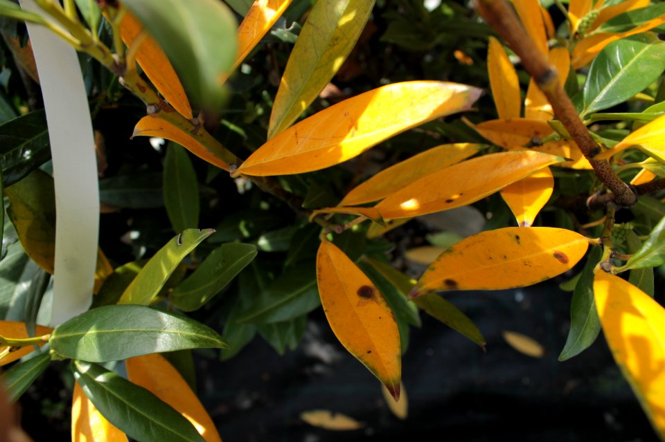 Prunus laurocerasus 10754